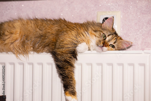 A tri-colored cat basking on a radiator with her eyes open and her paw hanging down.