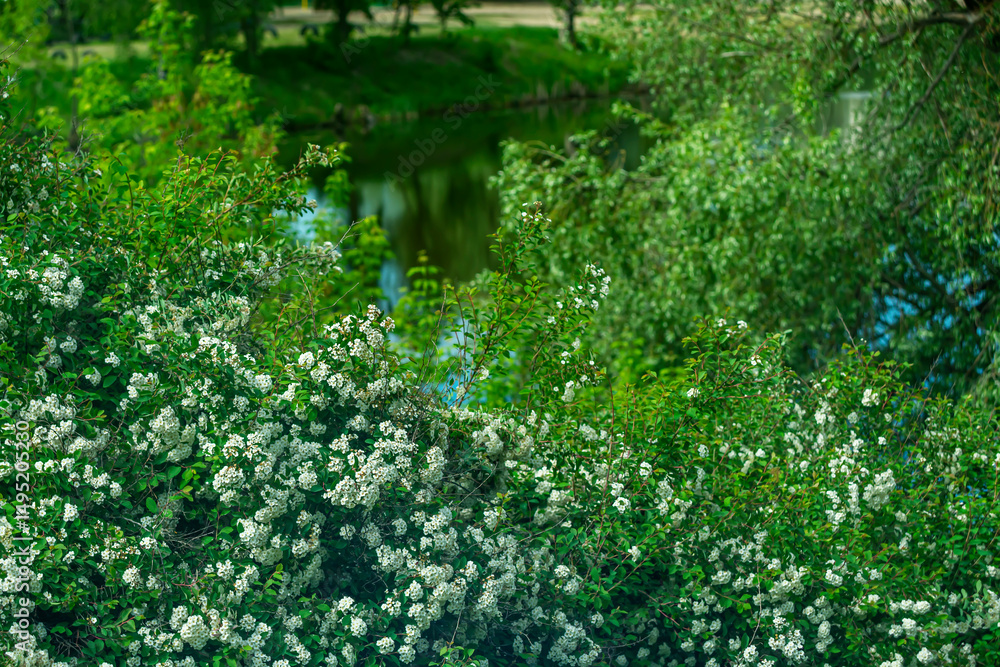 Spiraea is a May shrub with white flowers. Spiraea is a May shrub with white flowers.
