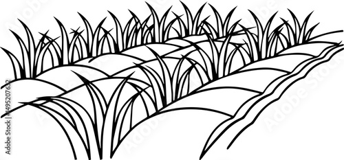 rice field outline vector illustration, coloring book page