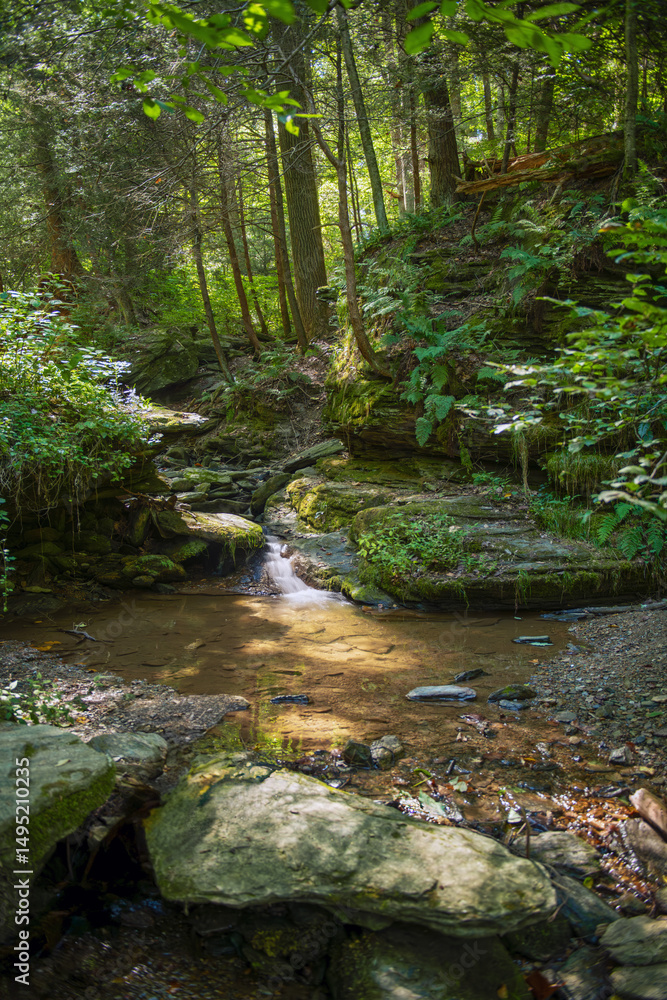 Obraz premium Woodland Pool