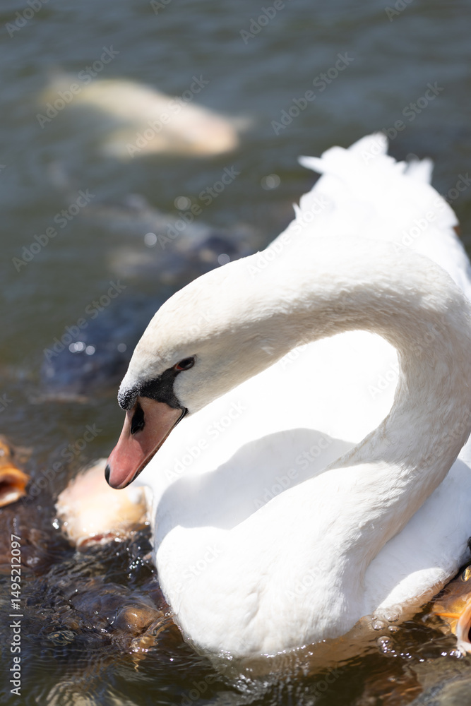 Obraz premium コブハクチョウと鯉