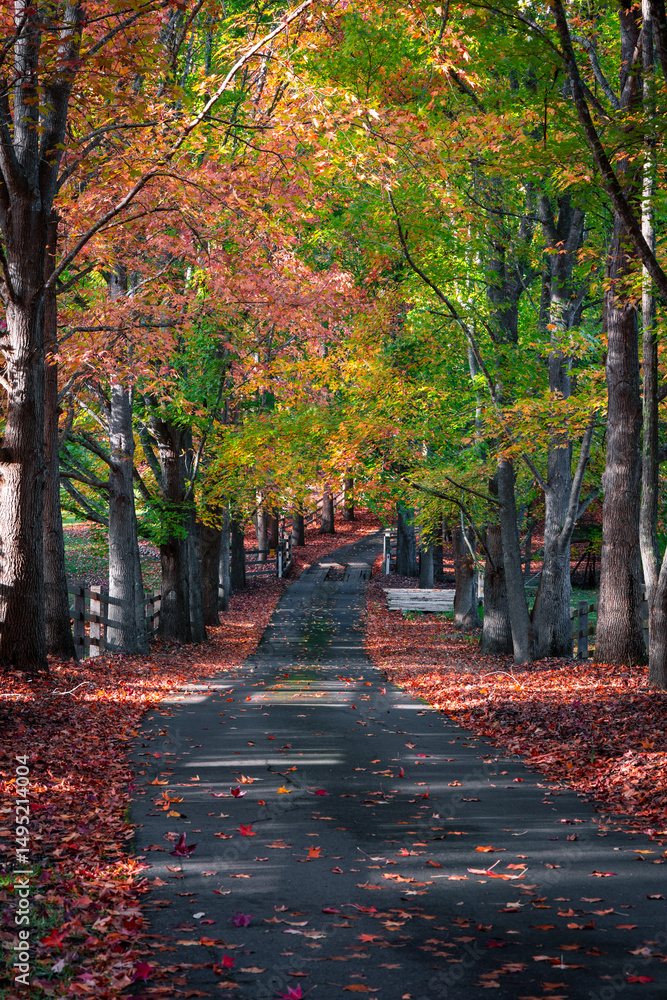 Naklejka premium Curved road covered by autumn foliage trees.