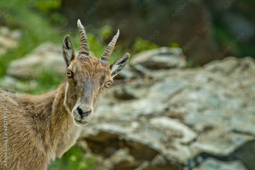 Naklejka premium Rupicapra Alpestre