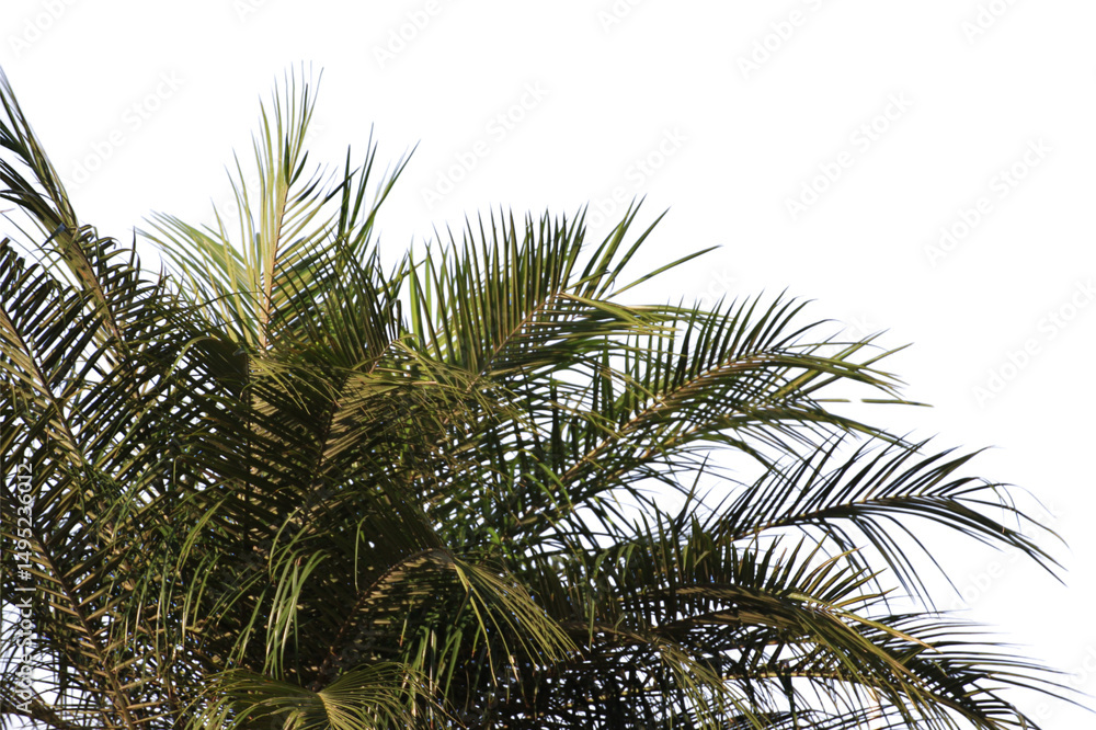 Fototapeta premium Green coconut leaf or tree branch isolated on white background with clipping path.