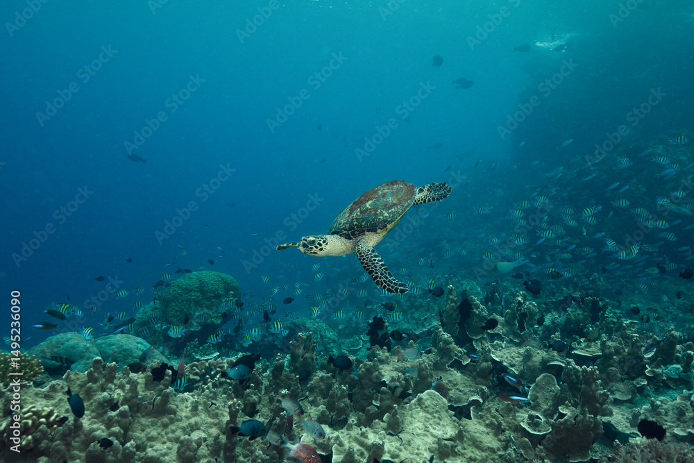 Incredibly wondrous underwater world of West Papua. West Papua diving is breathtakingly spectacular, and truly unforgettable Incredibly wondrous underwater world of West Papua. West Papua diving is breathtakingly spectacular, and truly unforgettable