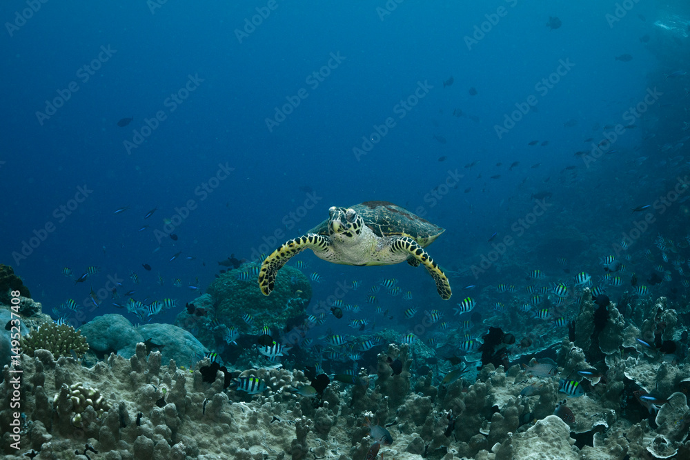 Fototapeta premium Sea turtle. Incredibly wondrous underwater world of West Papua. West Papua diving is breathtakingly spectacular, and truly unforgettable