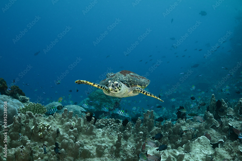 Obraz premium Sea turtle. Incredibly wondrous underwater world of West Papua. West Papua diving is breathtakingly spectacular, and truly unforgettable