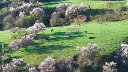 Apricot Valley in Ili Xinjiang
