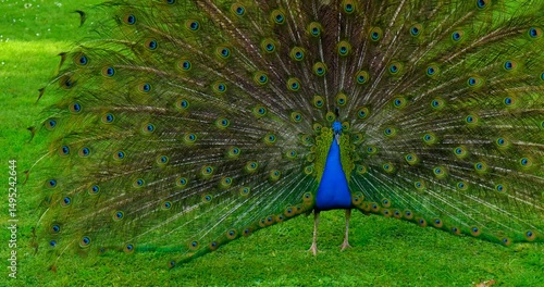 A vibrant peacock turns gracefully on green grass, fanning bright feathers in a dazzling display while looking for a mate. Exotic bird, nature, wildlife, elegance, pride, India, tropical beauty.