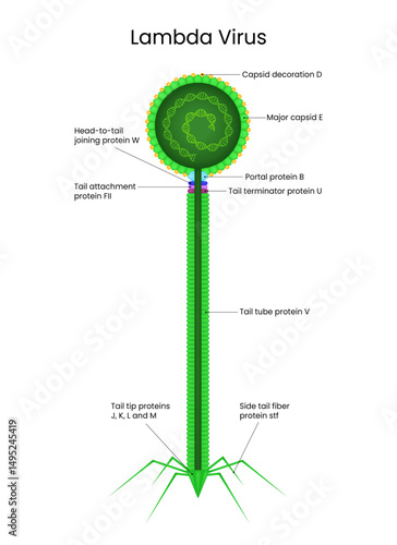 Detailed Diagram of Lambda Virus