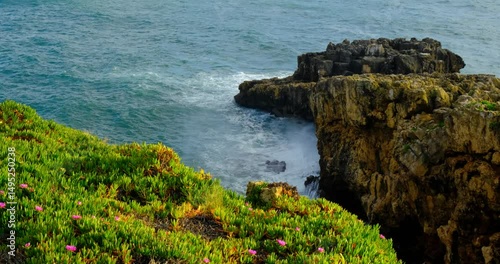 Waves crash against rugged cliffs on the Atlantic coast near Cascais, Portugal. A lush carpet of green succulents with small pink flowers blankets the cliffside contrasting the raw power of sea below.