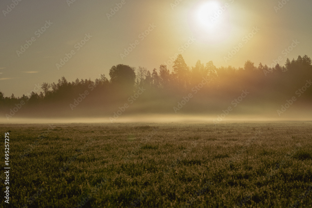 Fototapeta premium Radiant sunrise over misty meadow with glowing sunlight breaking through fog and forest silhouette, peaceful and spiritual rural landscape with early morning atmosphere..