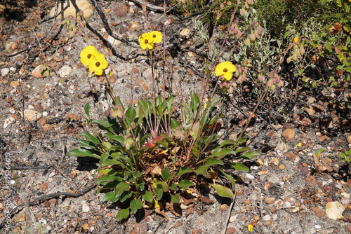 Wildflower (Tuberaria major)