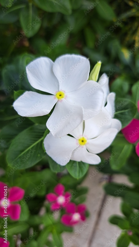 Fototapeta premium apple tree flower