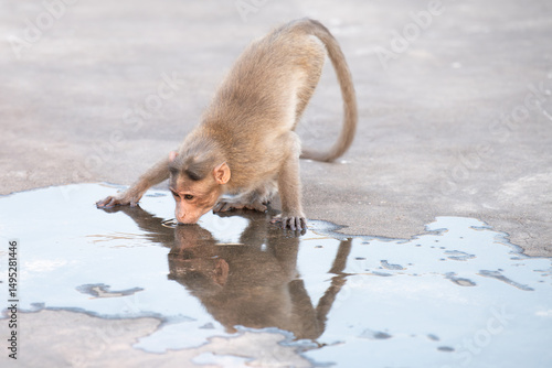 Canvas Print Barbary macaque ape, rhesus monkey drinking water from a puddle, conflict of wil