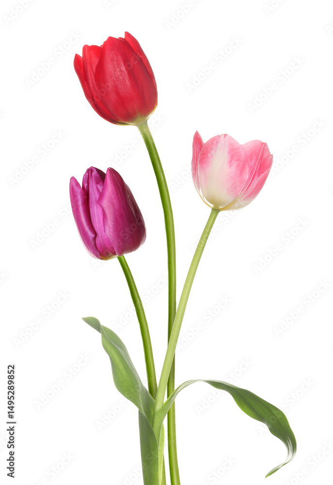 Beautiful colorful tulips isolated on white. Spring flowers Beautiful colorful tulips isolated on white. Spring flowers