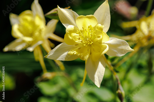 キバナオダマキの花