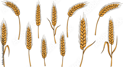 Create a kinds of wheat ears icon set, bakery vector illustration vector illustration with white background.
