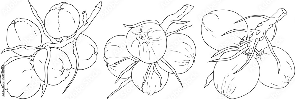 custom made wallpaper toronto digitalVector illustrations of coconuts.. Perfect for tropical, nature, or food themed designs. Black and white line art.