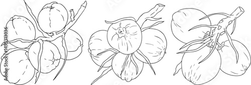 Wallpaper Mural Vector illustrations of coconuts.. Perfect for tropical, nature, or food themed designs. Black and white line art. Torontodigital.ca