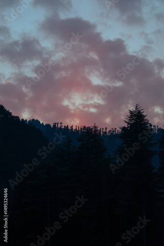 Dusk time scenery of Cedar trees forest and orange pink color sky