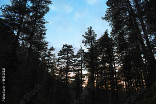 Tall cedar trees silhouetted against a serene evening sky, with soft hues of blue and orange at sunset.