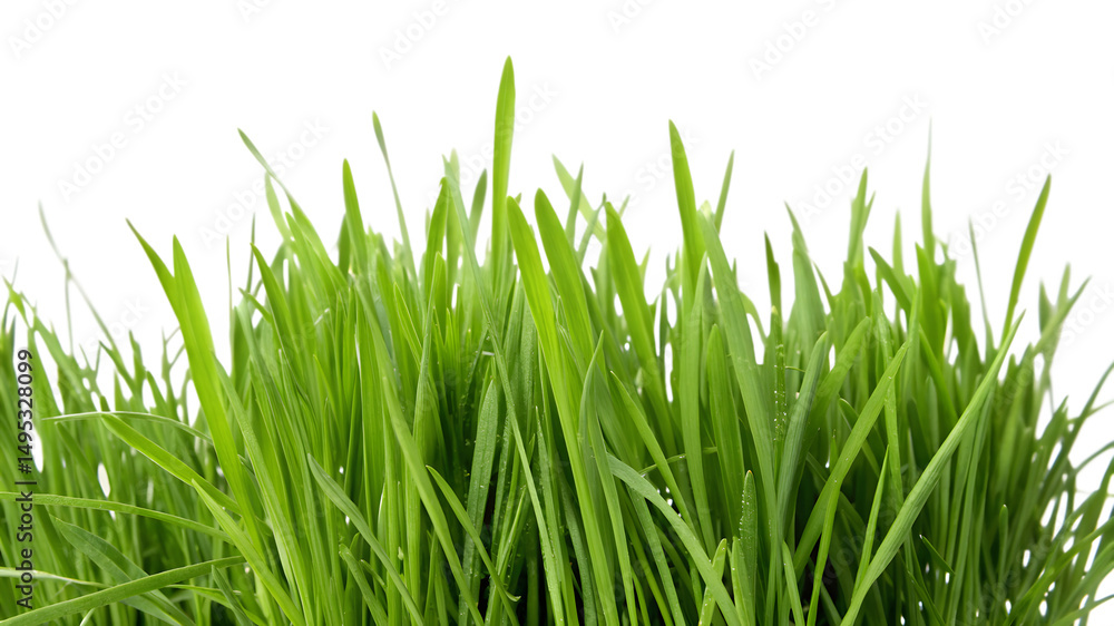 Fototapeta premium Fresh Green Grass Blades In A Field