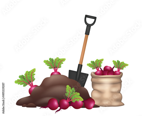 Harvesting beets. A shovel, a bag of beetroot and a garden bed. Vector illustration