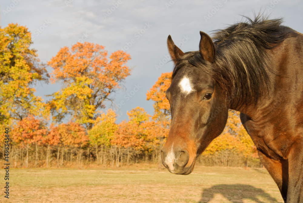 Obraz premium Dark bay Arabian horse reaching towards viewer, with bright fall foliage background