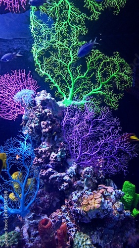 Vertical photo of colorful corals in aquarium, marine background, sea texture, underwater scene, reef life, tropical ocean environment, National Aquarium Abu Dhabi, UAE, vibrant aquatic display. 