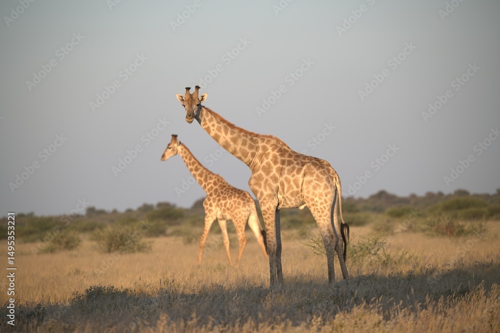Fototapeta premium giraffe in the savannah