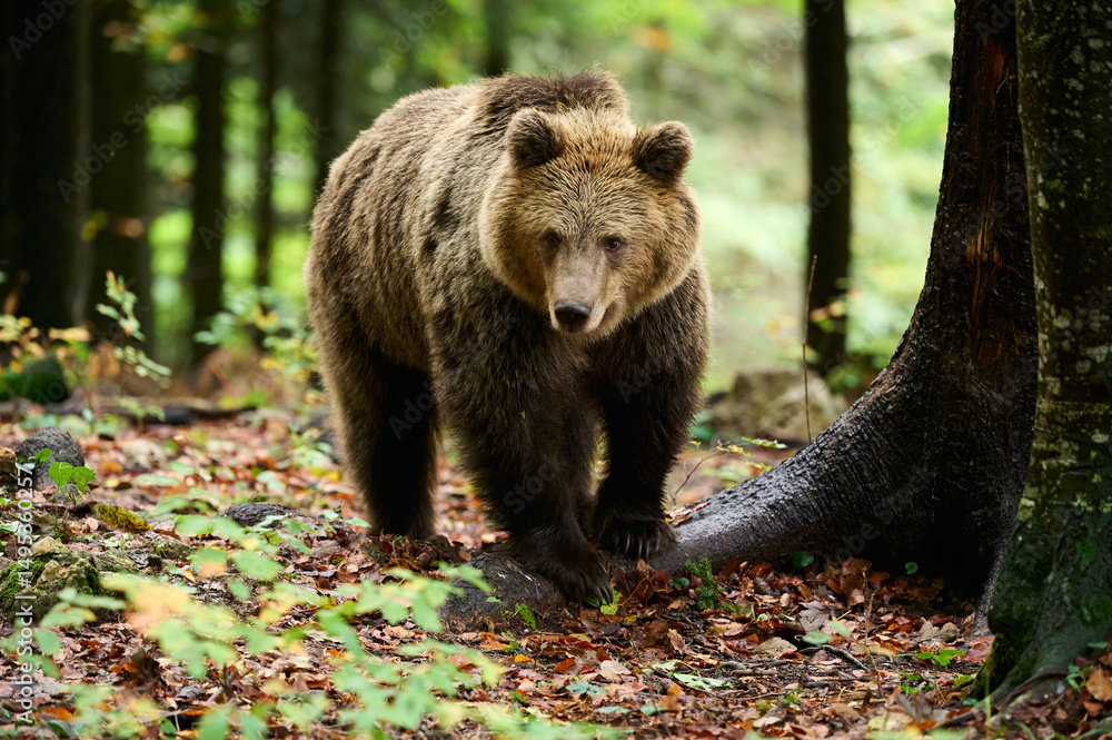 Fototapeta premium European brown bear walking through forest in autumn light