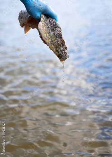 Cleaned pike fish held by a hand wearing a blue latex protective glove above a lake or sea surface. Water drips from the fish.
