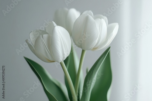 Close-up of three white tulips with green leaves, against a soft gray background. Ideal for conveying purity, sympathy, or adding elegance to designs.
