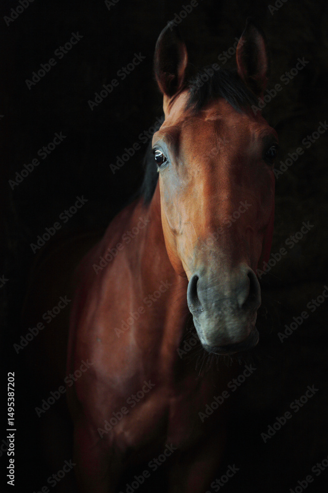 Fototapeta premium Sorrel thoroughbred race horse with classic bridle portrait in dark background
