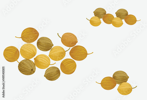 coriander seed spice illustration