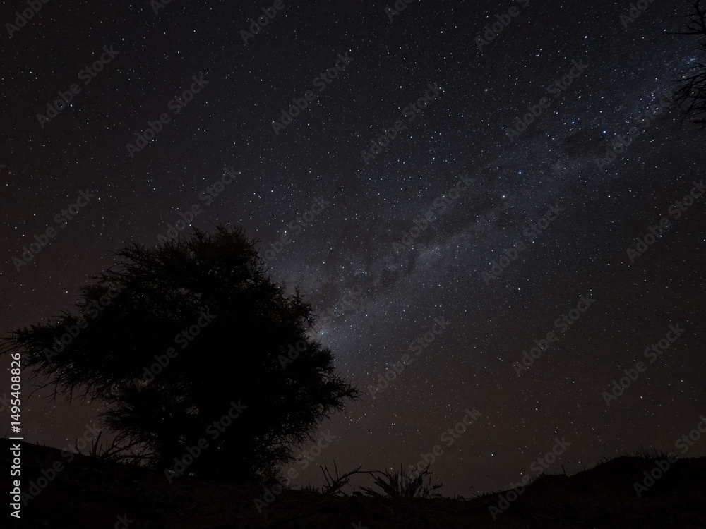 Fototapeta premium Via Lactea sobre un arbol en el Desierto de Atacama