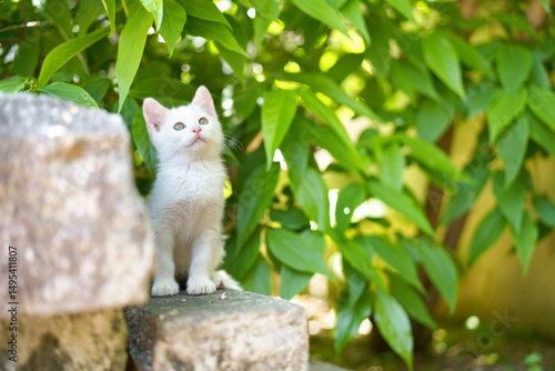 5月、すくすく育つ白い仔猫