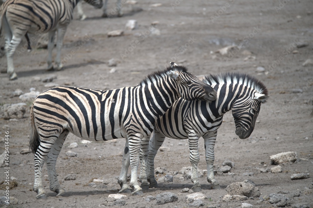 Zebre in wild savanna , Animal of africa Zebre in wild savanna , Animal of africa