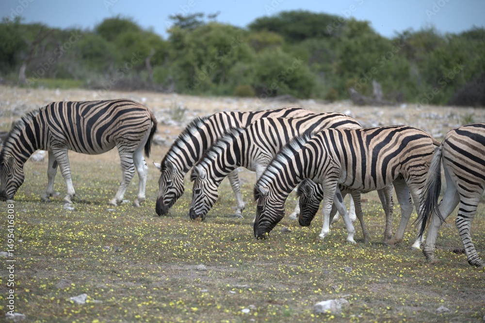 Fototapeta premium Zebre in wild savanna , Animal of africa