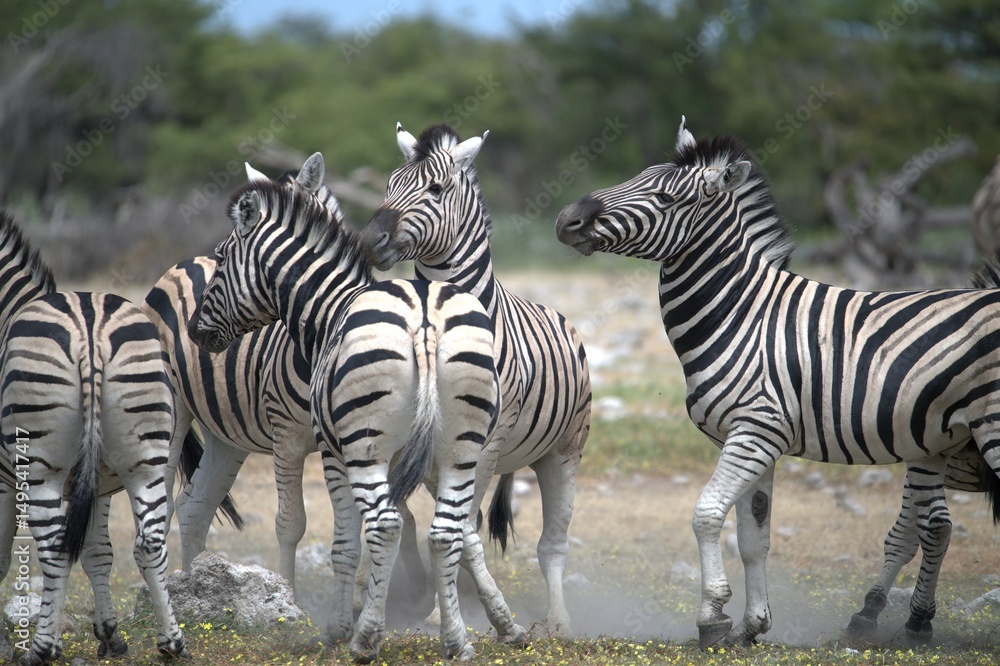 Obraz premium Zebre in wild savanna , Animal of africa