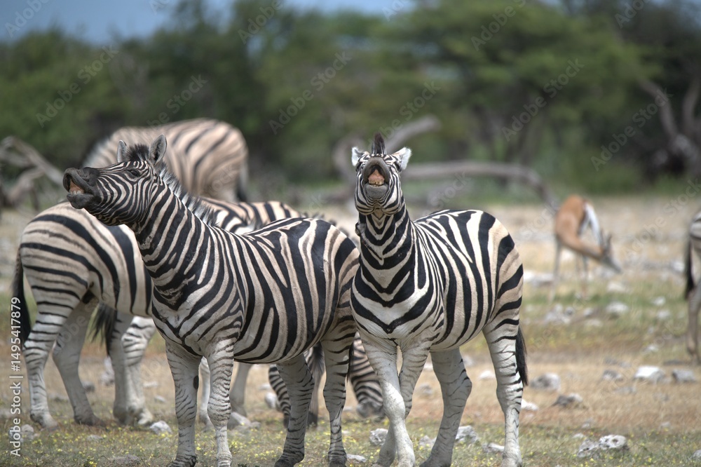 Fototapeta premium Zebre in wild savanna , Animal of africa
