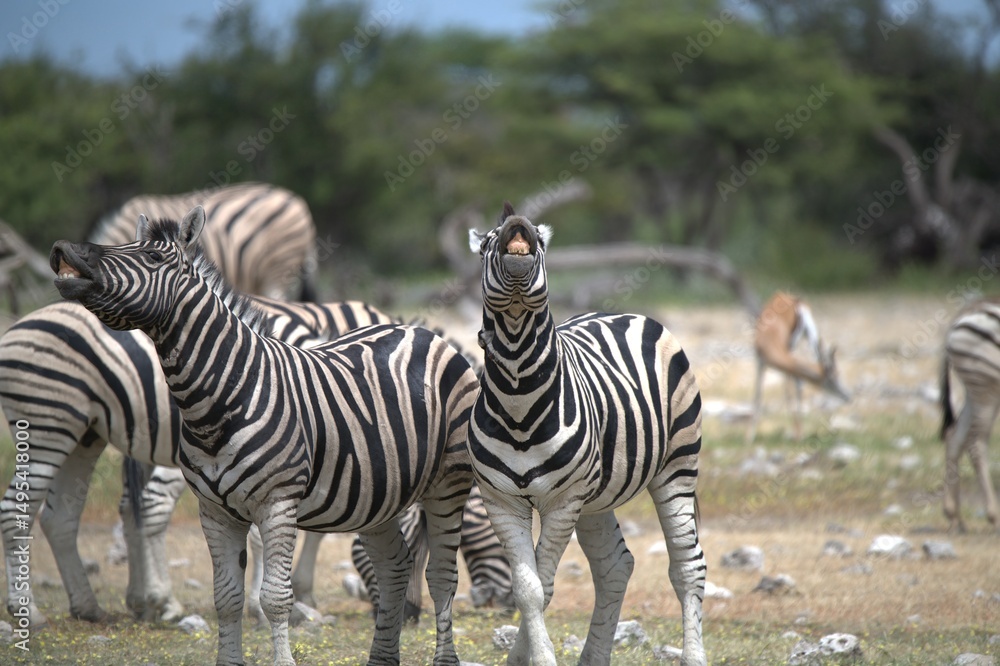 Naklejka premium Zebre in wild savanna , Animal of africa