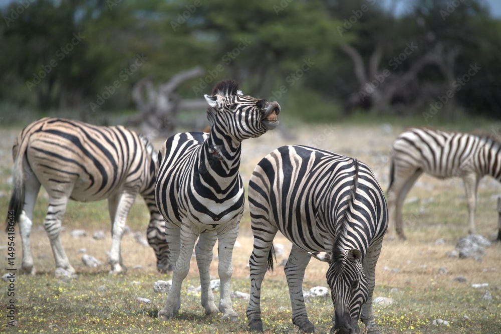 Zebre in wild savanna , Animal of africa Zebre in wild savanna , Animal of africa