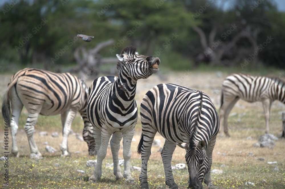 Zebre in wild savanna , Animal of africa Zebre in wild savanna , Animal of africa