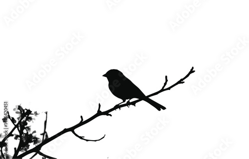 A lone silhouette of a wild bird perched on a winter branch against the sky