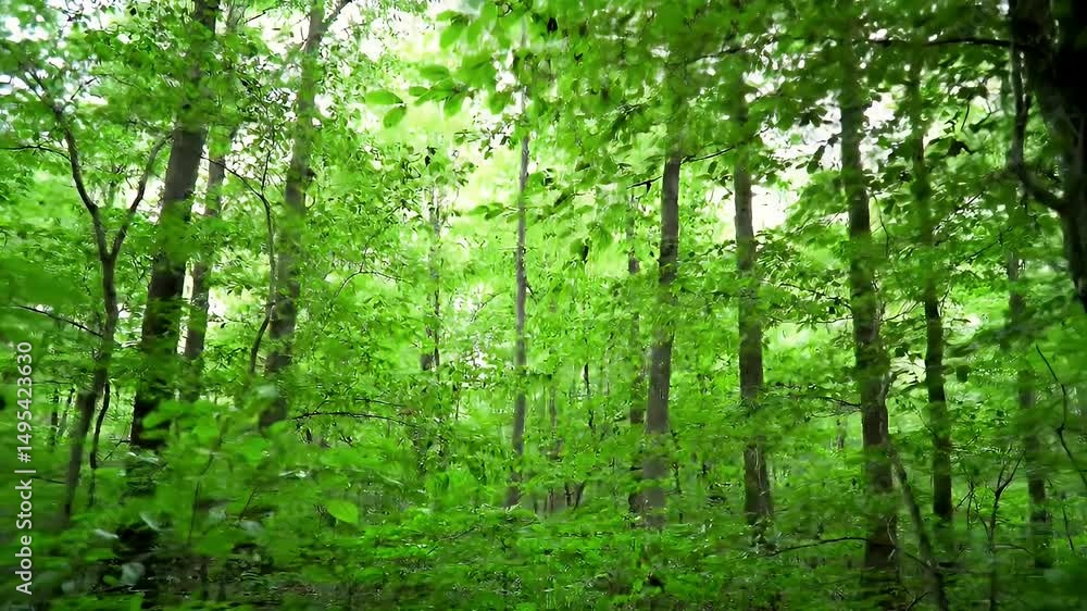 Lush green forest canopy Lush green forest canopy