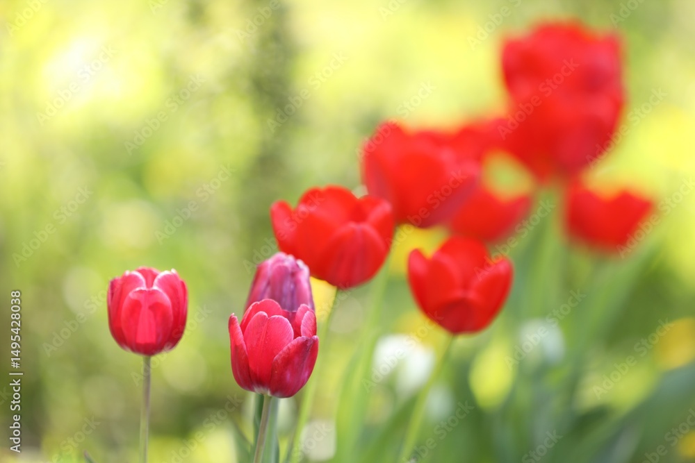 Naklejka premium Many beautiful tulips growing outdoors in spring, closeup