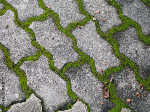 Foto Moss growing along the sidewalk grooves