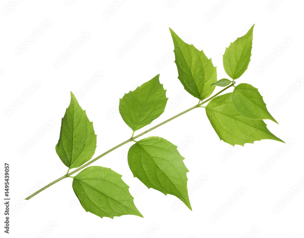 Fototapeta premium Branch with green leaves isolated on white